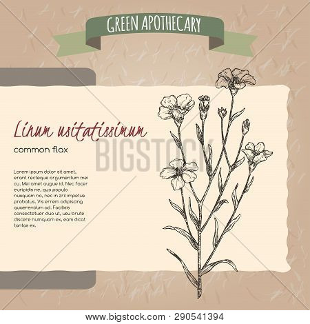 Linum Usitatissimum Aka Common Flax Sketch. Green Apothecary Series.