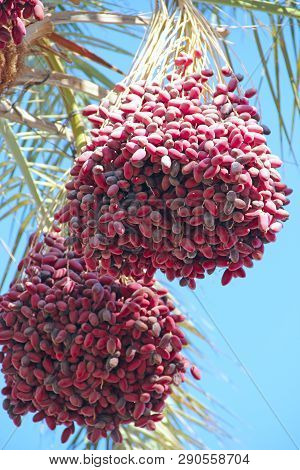 Ripe Fruits Of Date Tree Hang On Tree. Dates Hang On Tree. Tropical Fruits