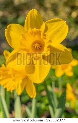 Gelbe Narzissen (narcisseae) Blühen Im März 16- 19.3.2019