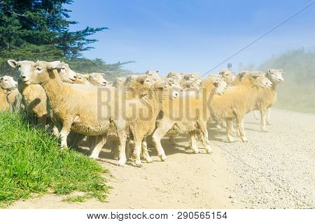 Moeraki New Zealand - October 23 2018; Through Dust And Haze Kicked Up A Farmer Following With Sheep