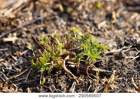 Young Shoots Of Grass Sprout On Burning After A Fire Of Grass Fire. Consequences Of A Catastrophe. S