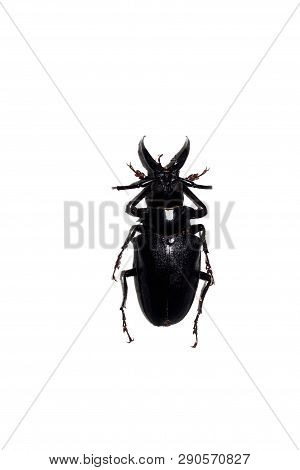 Big Black Beetle, Isolate On A White Background, Dorystheres Walkeri