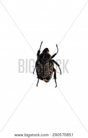 Big Black Beetle, Isolate On A White Background, Goliothus Cacicus
