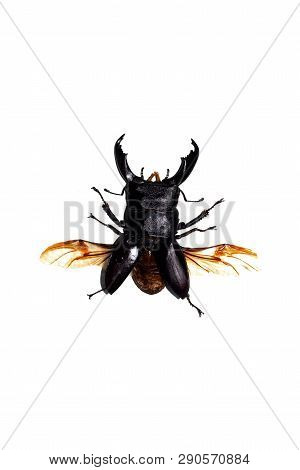Big Black Beetle, Isolate On A White Background, Dorcus Titanus