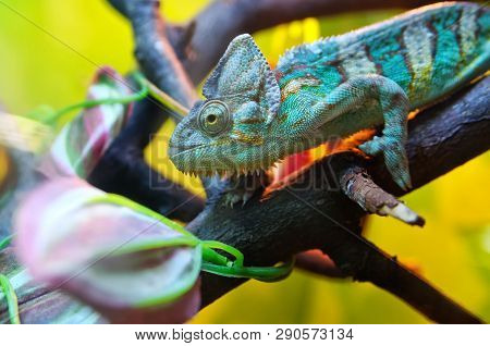 Chameleon Sitting On A Tree Branch. Mimicry Under A Colorful Environment. Reptile, Lizard.