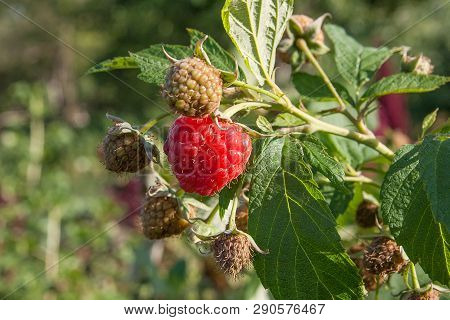 Close Up Of The Ripe And Unripe Raspberry In The Fruit Garden. Growing Natural Bush Of Raspberry. Br