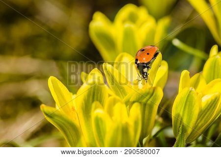 Fresh Bright Yellow And Green Lily Buds Also Called Star-of-bethlehem Flower With Red Ladybird Sitti