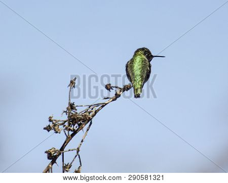 Hummingbird Gently Balanced Perched On Tree Branch