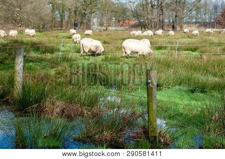 Sheep Grazing In A Flooded Field After A Significant Winter Storm, Near The Dutch Town Of Orvelte.