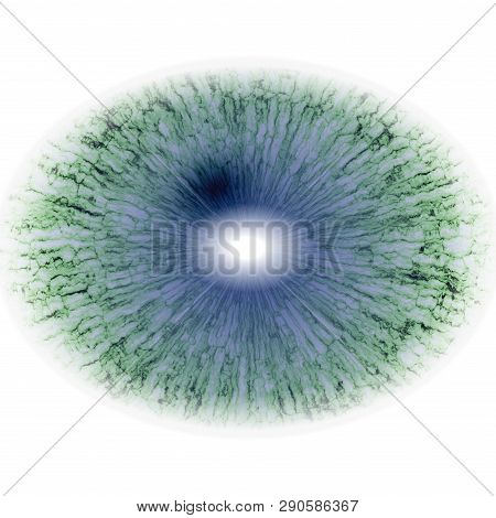Eye Rtg. Middle Size Of Open Eyes.. Illustration Of Eye