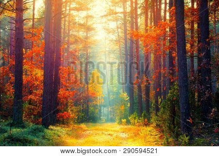 Autumn Forest. Fall Background. Autumn Landscape. Sunny Forest With Sunlight. Fall Trees With Colorf