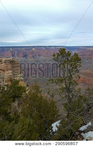 Grand Canyon vertical view with trees on the foregound