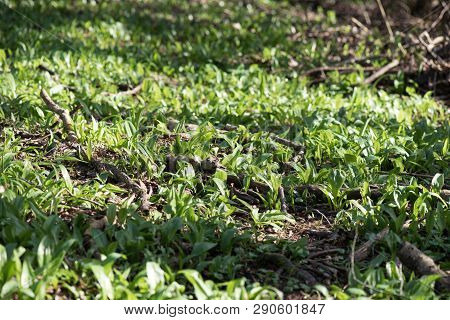 Wild Garlic Ramson Or Bear Garlic Growing In Forest In Spring. 
Ramson Field Near The Stream.