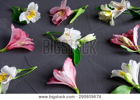 Pattern With Pink And White Flowers On A Dark Background. Alstroemeria Flowers On A Gray Background.