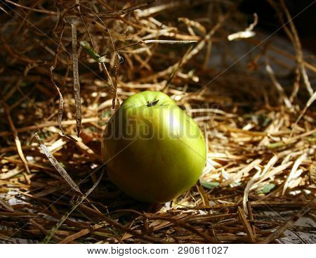 Ripe Juicy Green Apple Lying On A Hay On A Dark Background