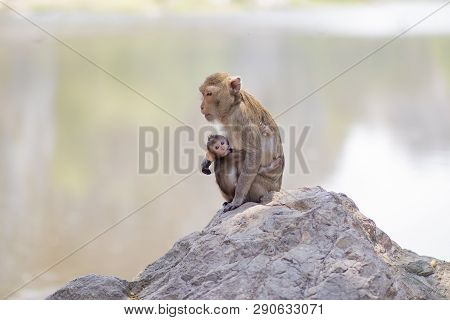 Monkey (craque-eating Macaque) Eats Corn On Rocks