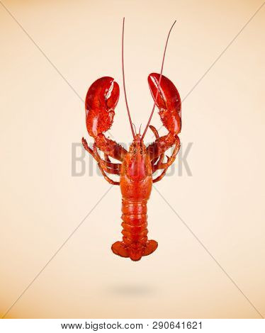Top view of boiled red lobster isolated on beige background