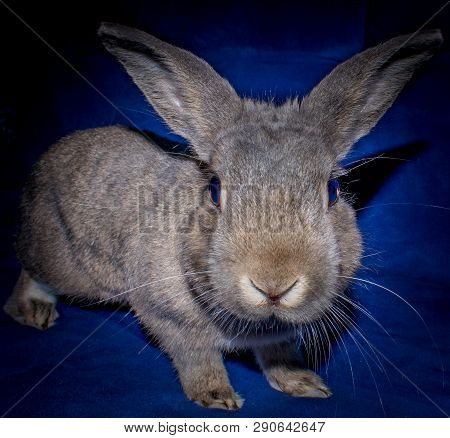 Homie Long- Eared Grey Covered Small Bunny