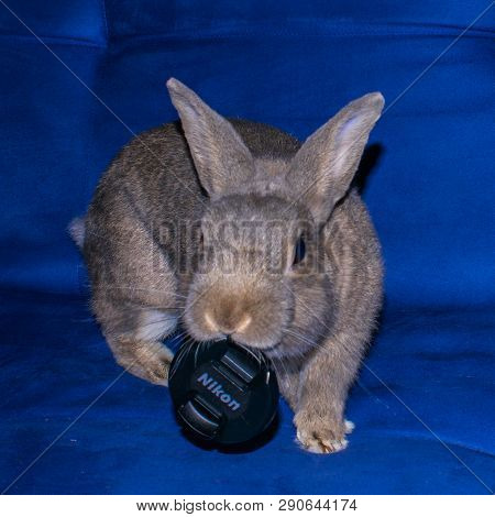 Cute Gray Rodent Rabbit Like Played Indoor