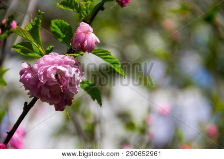 Branch Of Prunus Triloba (louiseania Ulmifolia) Blossoms. Twig Of Almond Trilobate With Beautiful Pi