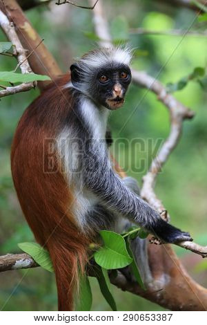 Red Colobus monkey among green branches in Jungle