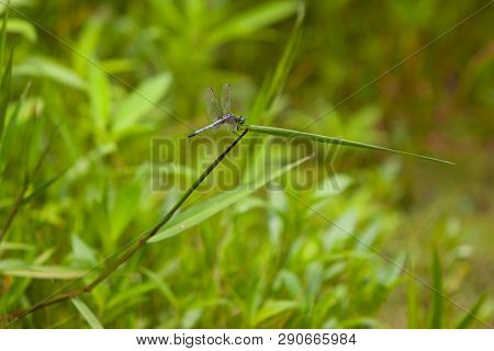 Slaty Skimmer Dragonfly Resting On A Bent Marsh Grass Reed