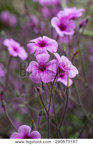 Matthiola Maderensis Is A Flowering Plant Species Of Stock In The Brassicaceae Family, Native And En