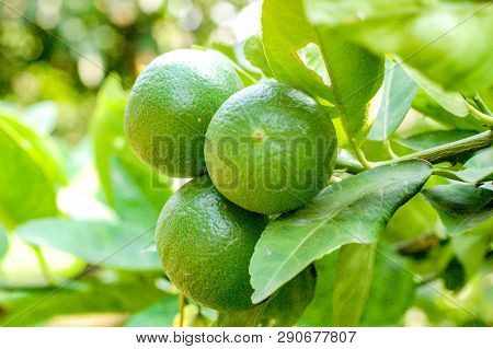 Lemon Or Organic Lime Tree In Thailand, With Three Limes On Branch