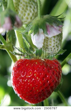 Strawberrie v zahradě