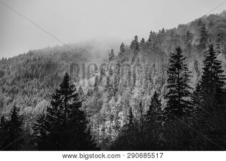 Amaizing Winter View Of Pine Tree Forest In The Fog Of The Morning. Epic Landscape Scenery