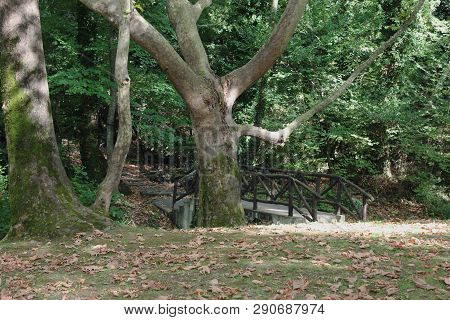 Agios Nikolaos Park Naousa Greece Europe