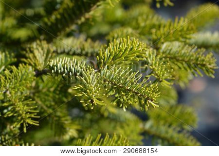 Nordmann Fir - Latin Name - Abies Nordmanniana