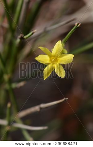 Winter Jasmine - Latin Name - Jasminum Nudiflorum