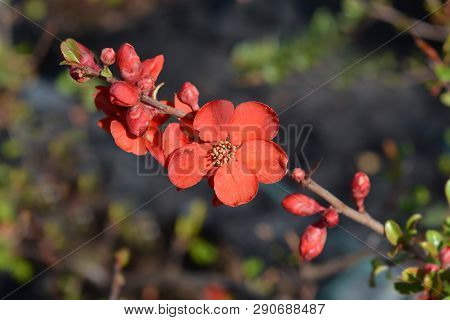Hollandia Flowering Quince - Latin Name - Chaenomeles X Superba Hollandia