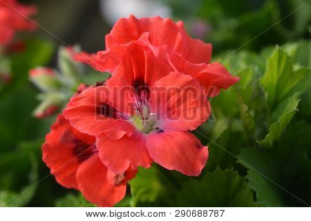 Regal Pelargonium Hybrid - Latin Name - Pelargonium X Domesticum (pelargonium Grandiflorum Hybrids)