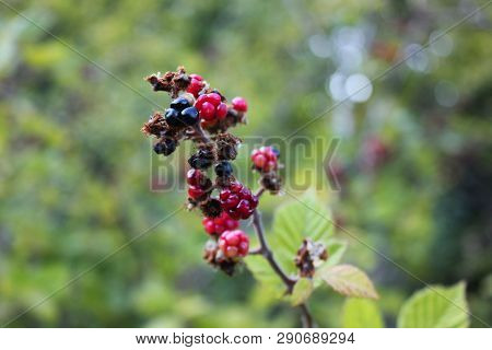 Wild Blackberries In The Agios Nikolaos Park Naousa Greece