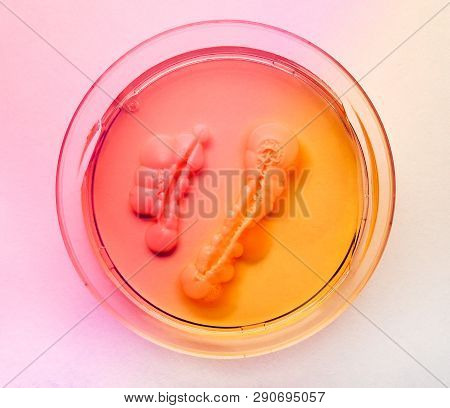 Candida Albicans Grown On A Nutrient Environment In Petri Dish