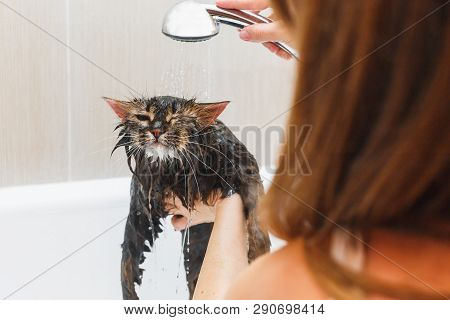 Fluffy Wet Cat In The Bathroom Takes A Shower