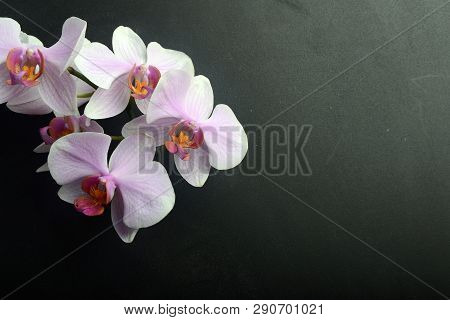 Orchidea Phalaenopsis On Black Background. Concept View.