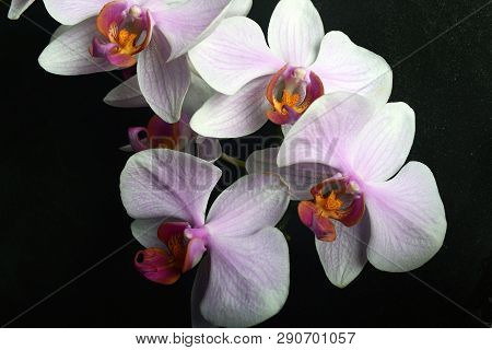 Orchidea Phalaenopsis On Black Background. Concept View.