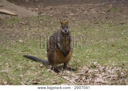 Kangourou