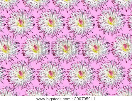 An Arrangement Of Bellis Perennis Pomponette Flowers Floral Pattern
