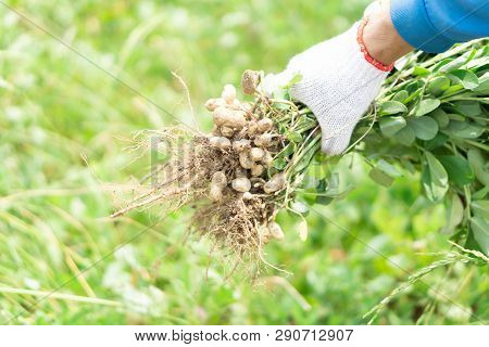 Closeup Gardener Holding Fresh Raw Peanut With Happy Face In The Green Field, Selective Focus
