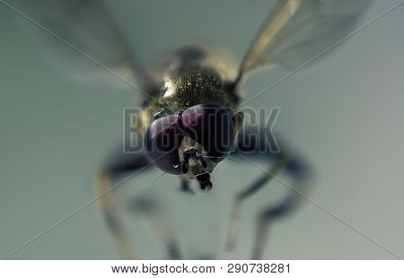 Fly Macro Close-up, On A Green Background