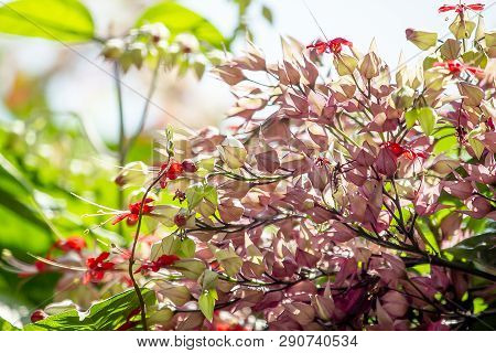 Clerodendrum Speciosum Dombr Red-purple, Like The Sunpopularly Planted As A Wooden Arch
