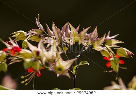 Clerodendrum Speciosum Dombr
Is A Vine Tree With Purple-red Color, Popularly Grown As A Wooden Arch