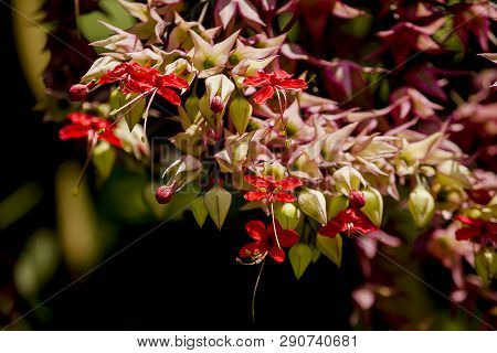 Clerodendrum Speciosum Dombr
Is A Vine Tree With Purple-red Color, Popularly Grown As A Wooden Arch