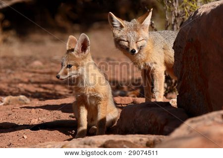 Kit Fox pentu ja äiti