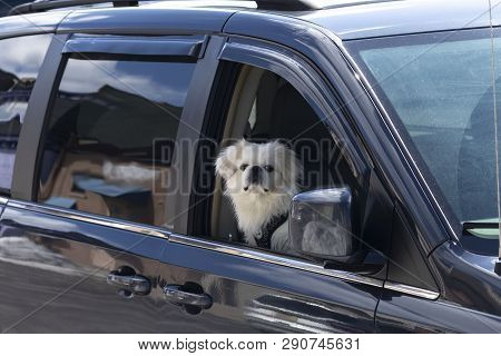 Young Little White Pekignese Is Looking Out Of The Car Window