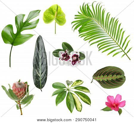 Set Of Beautiful Tropical Leaves And Flowers On White Background
